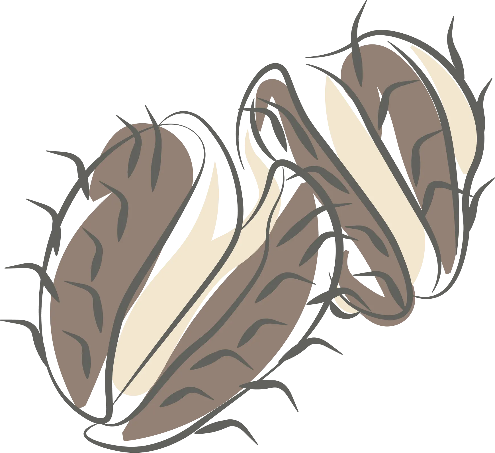 Castor Seed Oil