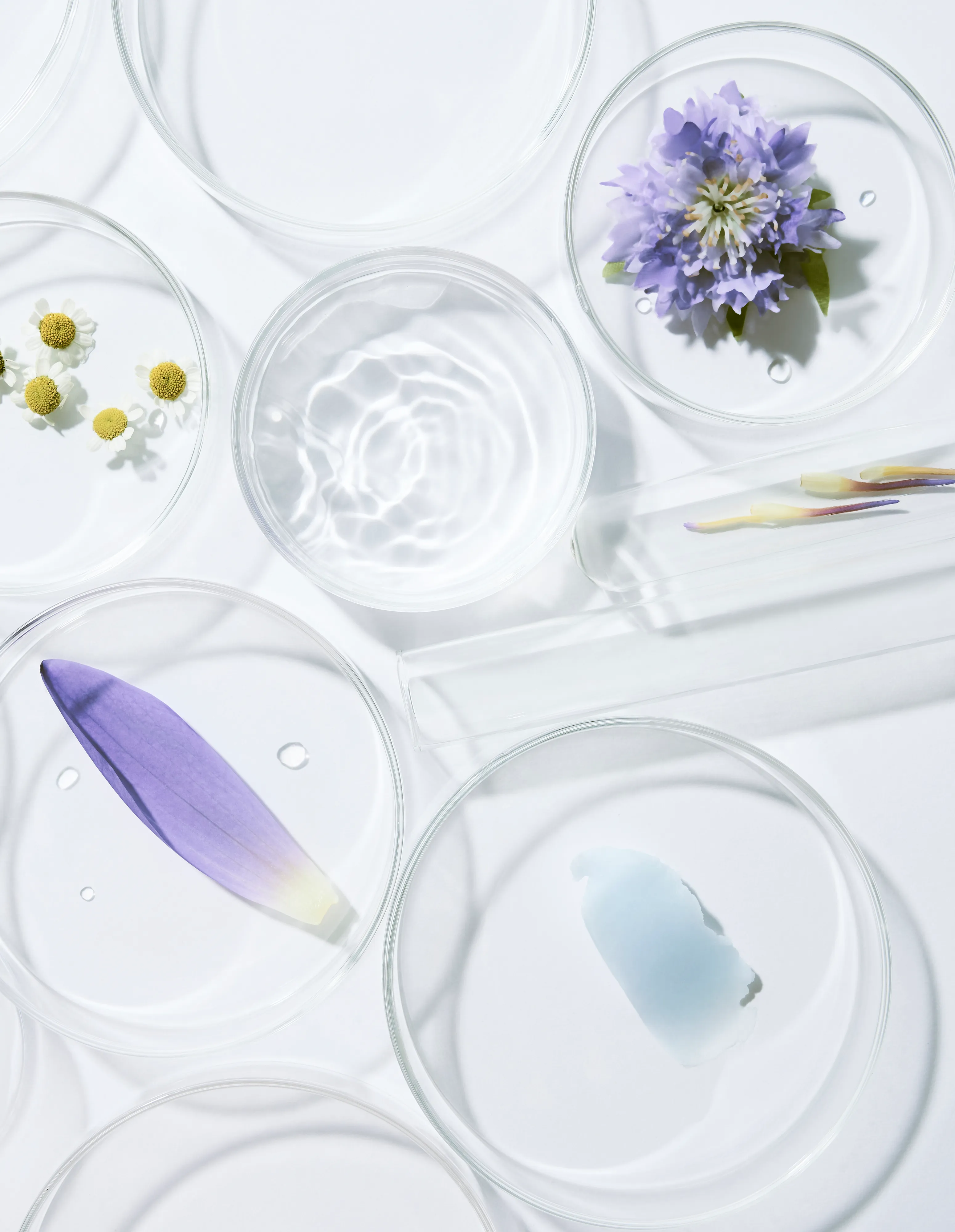 Mindful — botanical samples in petri dishes