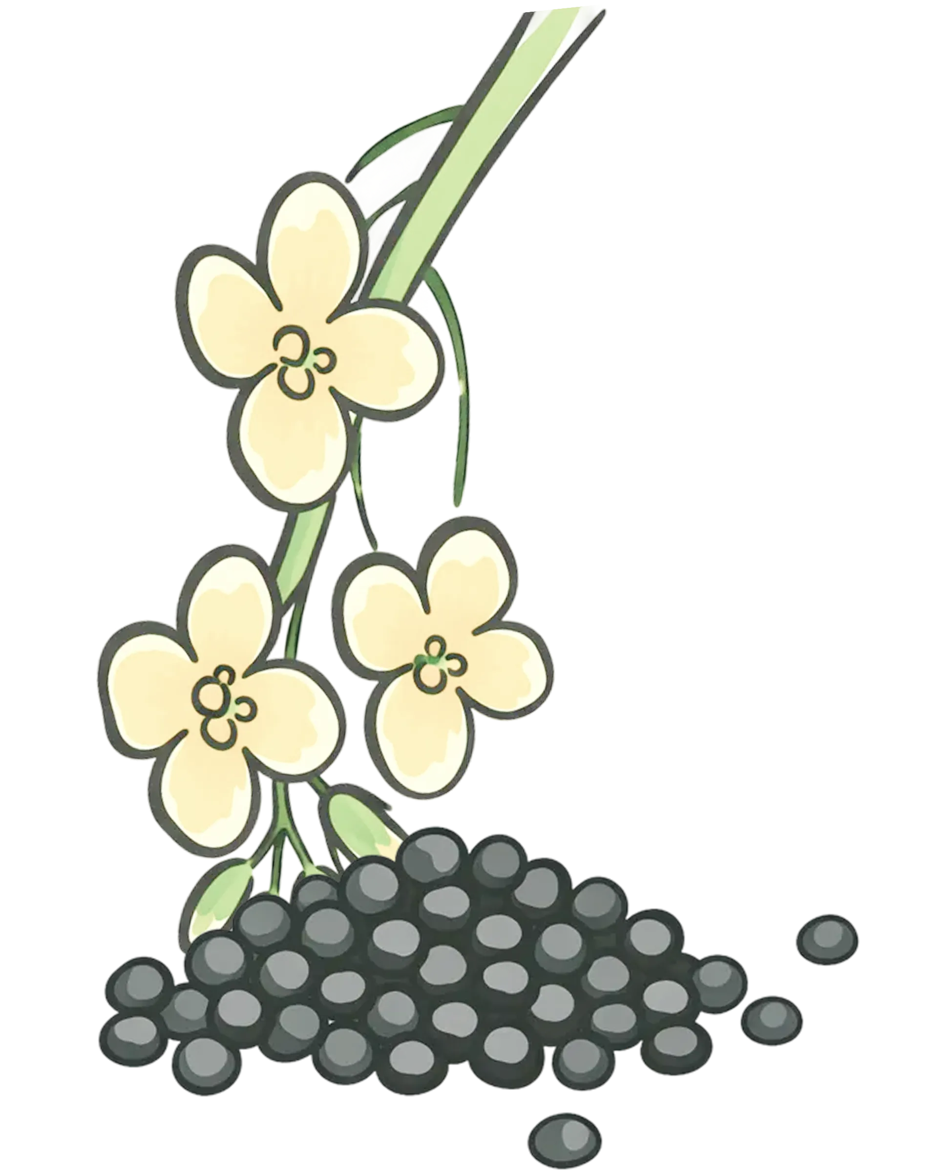 Rapeseed